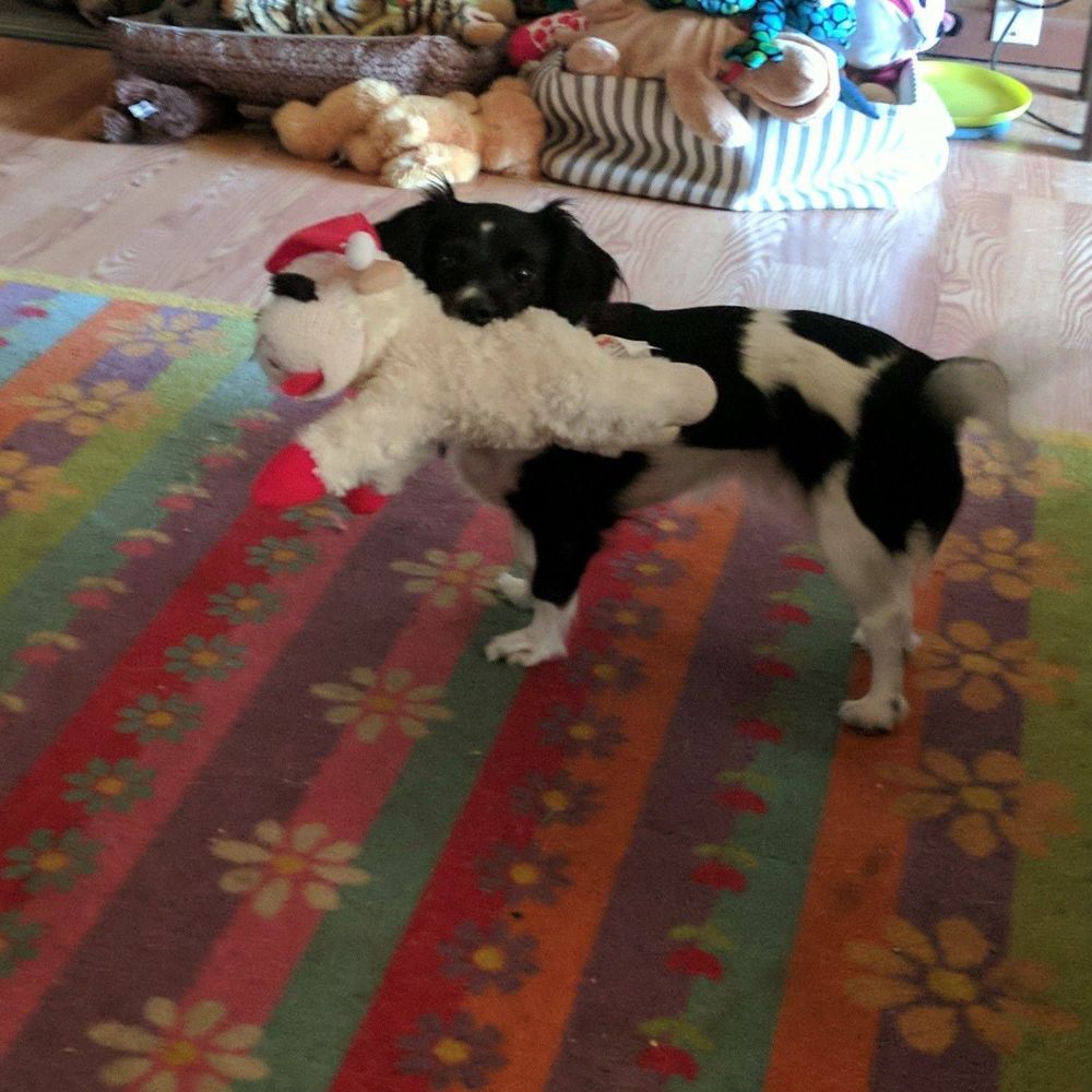 Meet your Posher, Donna